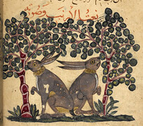 Kitab Na't al-hayawan wa-manafi'ihi (Animals and their Uses). - caption: 'Two hares eating berries.'