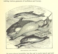 British Library digitised image from page 213 of "Our North Land: being a full account of the Canadian North-West and Hudson's Bay Route, together with a narrative of the experiences of the Hudson's Bay Expedition of 1884 ... Illustrated, etc"