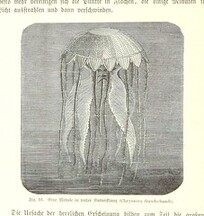 British Library digitised image from page 104 of "Nach Ecuador. Reisebilder ... Zweite, vermehrte Auflage. Mit ... Holzschnitten, etc"