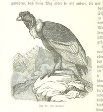 British Library digitised image from page 354 of "Nach Ecuador. Reisebilder ... Zweite, vermehrte Auflage. Mit ... Holzschnitten, etc"