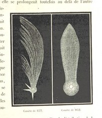 British Library digitised image from page 305 of "L'Espace cÃ©leste et la nature tropicale, description physique de l'univers ... prÃ©face de M. Babinet, dessins de Yan' Dargent"