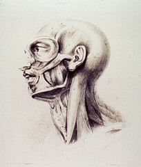 Muscles of the neck and face