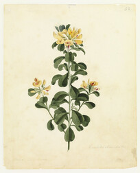 Euchilis obcordata by W. Buelow Gould