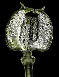 Vertical section of poppy capsule