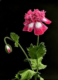 Annual Poppy