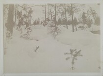 Early-spring hill covered in banks of snow with a small fir in the background