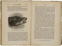 Head of a snarling dog