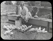 Woman student feeding the chooks, Cowra Experiment Farm 1919