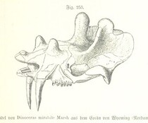 British Library digitised image from page 701 of "Unser Wissen von der Erde. Allgemeine Erdkunde und LÃ¤nderkunde, herausgegeben unter fachmÃ¤nnischer Mitwirkung von A. Kirchhoff"