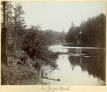 In Gage's Wood