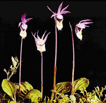 Calypso bulbosa Oakes