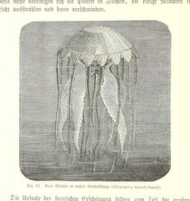 British Library digitised image from page 104 of "Nach Ecuador. Reisebilder ... Zweite, vermehrte Auflage. Mit ... Holzschnitten, etc"