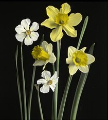 Narcissi of several kinds: Daffodils, Poetâ€™s Nar