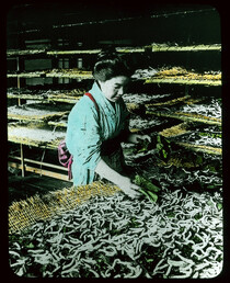 Gathering Cocoons