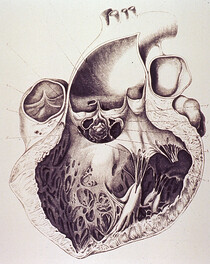 Anatomy of the heart
