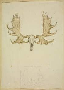 [Sketch of moose or cariboo skull and antlers]