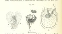 British Library digitised image from page 882 of "Unser Wissen von der Erde. Allgemeine Erdkunde und LÃ¤nderkunde, herausgegeben unter fachmÃ¤nnischer Mitwirkung von A. Kirchhoff"