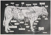 Maladies des bovins