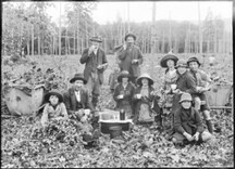 Pickers in hop fields, Tasmania (c1900s)