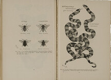 Two further cases of mimicry, flies resembling a wasp in the one and a bee in the other. A case of mimicry where a non-venomous snake resembles a venomous one