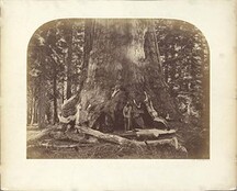 [Section of the Grizzly Giant, Mariposa Grove, Yosemite]