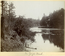 In Gage's Wood