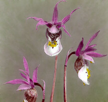 Calypso bulbosa Oakes