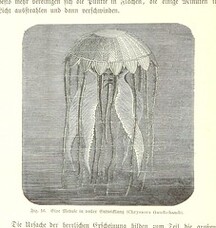 British Library digitised image from page 104 of "Nach Ecuador. Reisebilder ... Zweite, vermehrte Auflage. Mit ... Holzschnitten, etc"