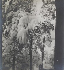 Left stereoscopic print of snowcovered pines in Ruovesi, Finland