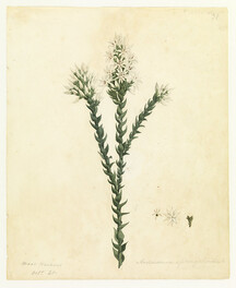 Andersonia sprengelloids (Pink swamp heath) by W. Buelow Gould
