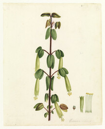Corraa (i.e. correa) by W. Buelow Gould