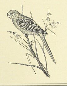 British Library digitised image from page 187 of "Woodland Romances; or, Fables and Fancies"