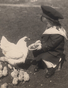 Small boy feeding chickens, date unknown
