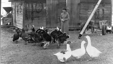 Mrs. Teodor Fedaj feeding turkeys at Picture Butte