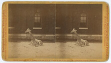 Zoological Gardens, Philadelphia, Giraffe, (Camelopardalis Giraffa)