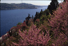 Judas Trees in Bosphorus