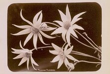 Flannel Flowers, Australia, Collection 1: Star Photo Co.