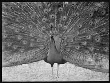Peacock, Taronga Zoo, Australia, 1948
