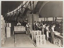 Packing rabbits for export at the Victoria Dock Cool Stores, Melbourne, Victoria from Photographs collected by Rev. James Colwell portraying rural and agricultural scenes and activities - Series 10: Factories, 1921-1924