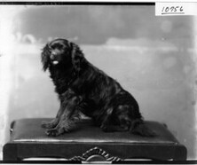 Portrait photograph of black dog on stool 1910