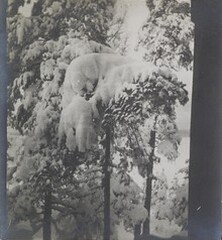 Left stereoscopic print of snowcovered pines in Ruovesi, Finland
