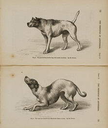 Dog approaching another dog with hostile intentions, by Mr. Riviere. The same in a humble and affectionate frame of mind, by Mr. Riviere