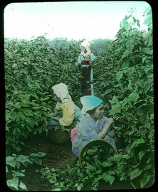 Gathering Mulberry Leaves