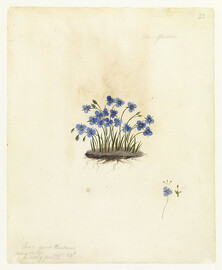 Blue flower by W. Buelow Gould