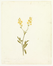 Two yellow flowers by W. Buelow Gould