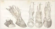 Pieds dissÃ©quÃ©s vu antÃ©rieurement