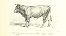 British Library digitised image from page 829 of "Az OsztrÃ¡k-Magyar Monarchia irÃ¡sban Ã©s kÃ©pben. Rudolf trÃ³nÃ¶rÃ¶kÃ¶s fÅ‘herczeg Å ... fensÃ©ge kezdemÃ©nyezÃ©sÃ©bÅ‘l Ã©s kÃ¶zremunkÃ¡lÃ¡sÃ¡val. (Die deutsche Ausgabe redigirt ... J. von Weilen, die ungarische M. JÃ³kai.)