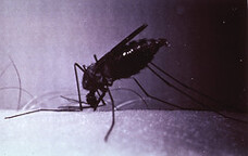 Mosquito in biting position