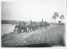 Olifantendressuur in Belgisch-Kongo | Elephant training in the Belgian Congo