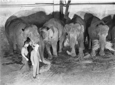 Wirths' Circus elephants, Royal Easter Show, Sydney, before 1940 / photographer Sam Hood